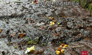 洪灾肆虐之下，今年的新岩茶怎么办？