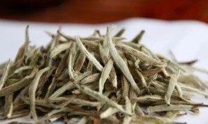 女性为什么要多喝白茶？