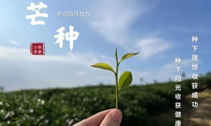 芒种以后，做好这6件小事，夏天也能舒舒服服喝茶了