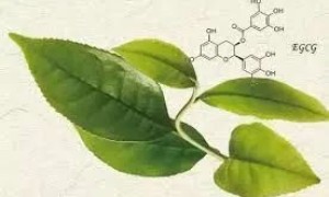 茶多酚：微观层面的抗氧化卫士