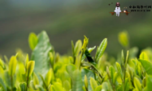 稀有古树名木，探寻茶叶背后的珍贵之源