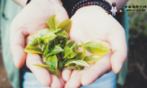 宜宾川红茶叶的品种和制作方法介绍