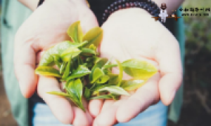 新手开茶叶店进货需要多少钱
