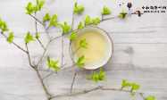 月桂花：神奇的茶花，让你瞬间体验茶花王国的奇妙之旅