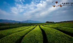 六大茶山2021年勐海原味：香气明显，适口度高 云南勐海六大茶厂